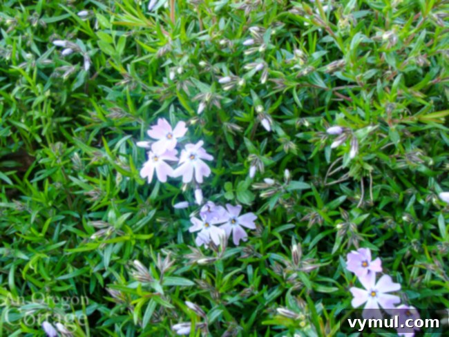 creeping phlox starting to flower