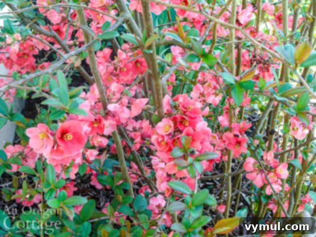 flowering quince in bloom