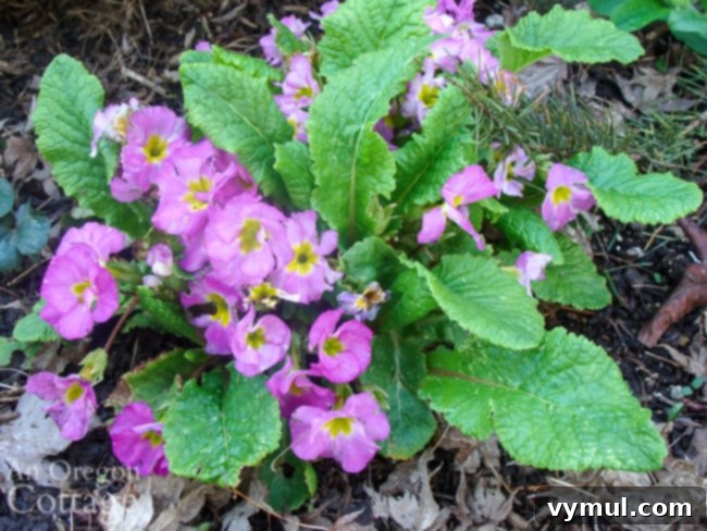 pink primrose flowering