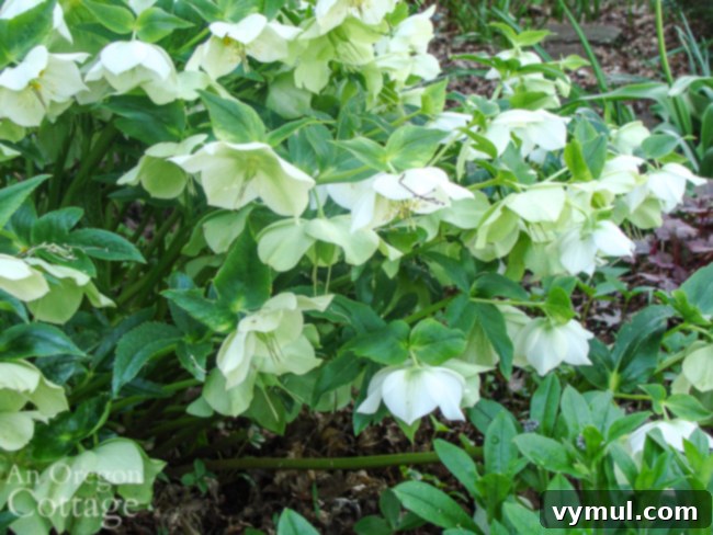 white hellebore in bloom