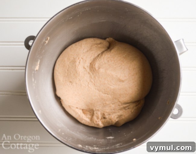 artisan sourdough rolls after rise