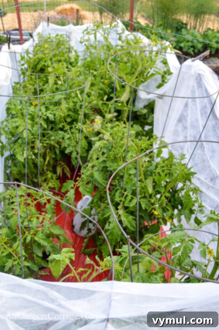 Simple Secrets to Perfectly Trellised Tomatoes 3 Traditional, flimsy tomato cages supported by stakes and wire