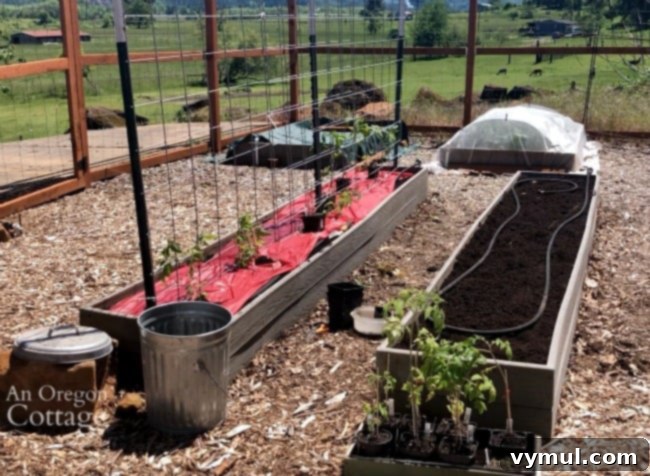 Simple Secrets to Perfectly Trellised Tomatoes 4 Planting tomato seedlings alongside a cattle panel trellis system