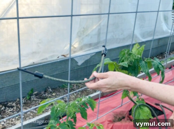 Simple Secrets to Perfectly Trellised Tomatoes 5 Demonstration of using a bungee cord to secure a tomato plant to a cattle panel trellis