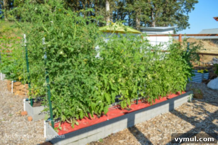 Simple Secrets to Perfectly Trellised Tomatoes 6 Thriving tomato plants trellised on hog panels in a raised garden bed in July