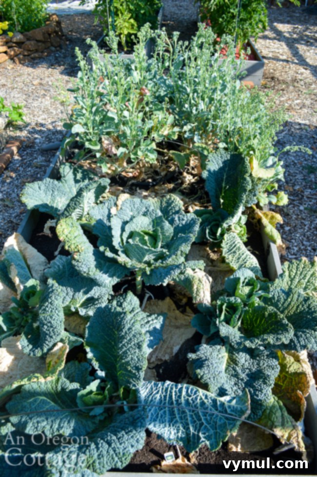 Thriving Raised Beds: Year 3 Summer Vegetable Garden Tour 11 july cabbages and broccoli