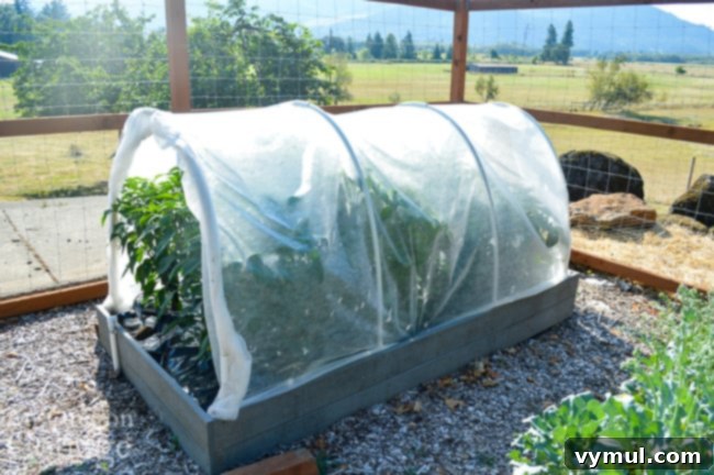 Thriving Raised Beds: Year 3 Summer Vegetable Garden Tour 12 pepper raised bed cover-july