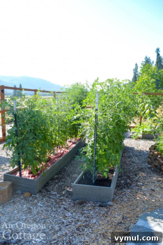 Thriving Raised Beds: Year 3 Summer Vegetable Garden Tour 3 tomatoes on cattle panel trellis-july