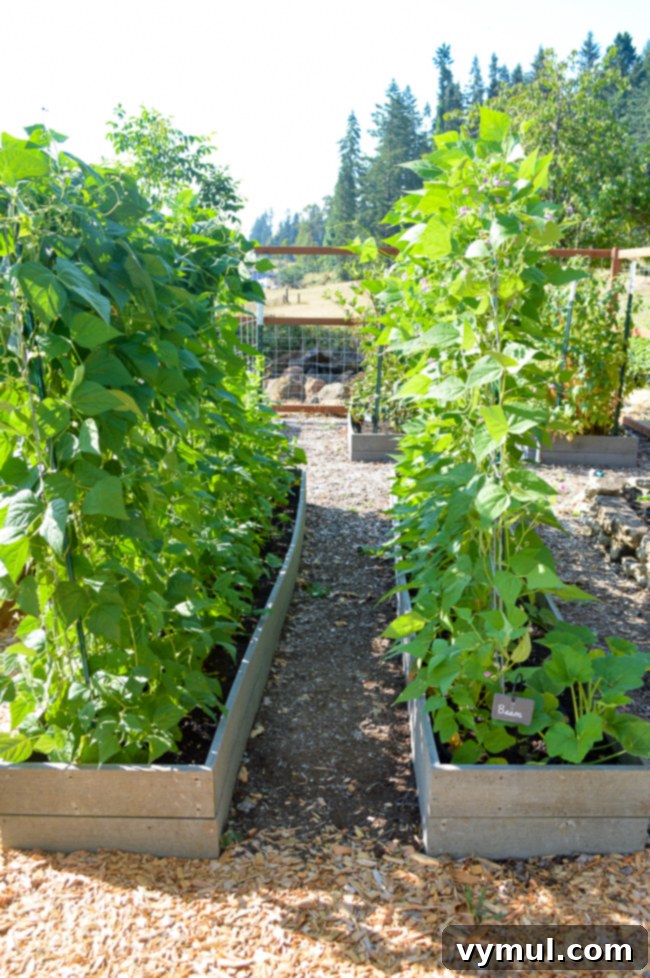 Thriving Raised Beds: Year 3 Summer Vegetable Garden Tour 5 Pole beans on trellises late July