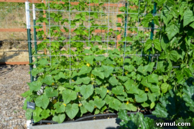 Thriving Raised Beds: Year 3 Summer Vegetable Garden Tour 6 cucumbers on hog panel trellis-july