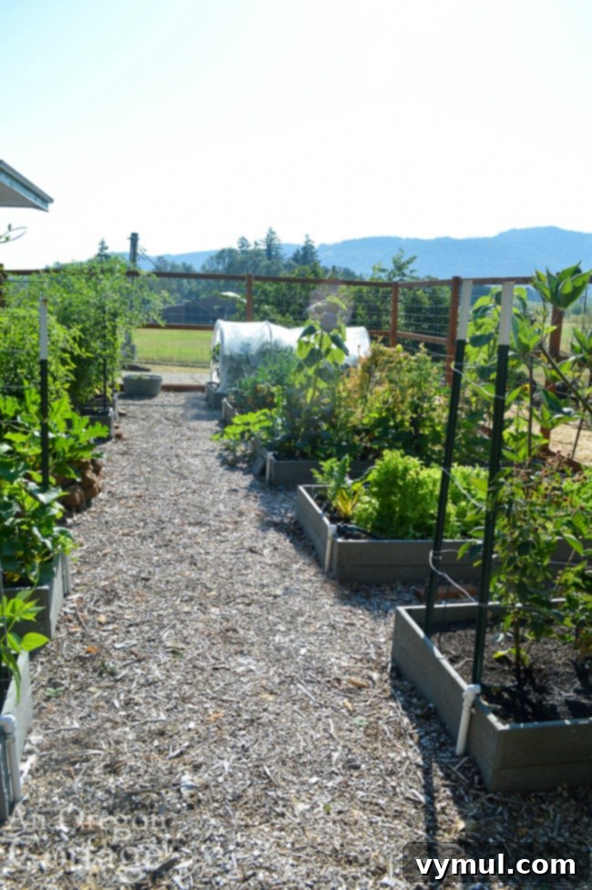 Thriving Raised Beds: Year 3 Summer Vegetable Garden Tour 7 main garden path and beds-july