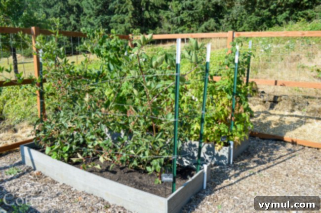 Thriving Raised Beds: Year 3 Summer Vegetable Garden Tour 8 berry beds in late july