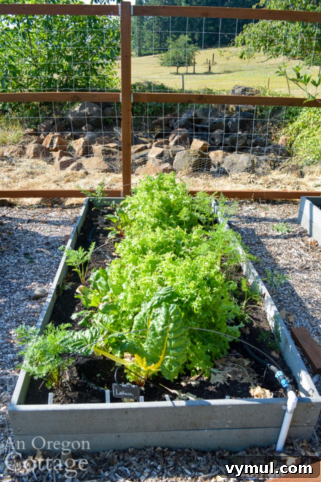 Thriving Raised Beds: Year 3 Summer Vegetable Garden Tour 9 lettuce, beets, carrot bed in late july