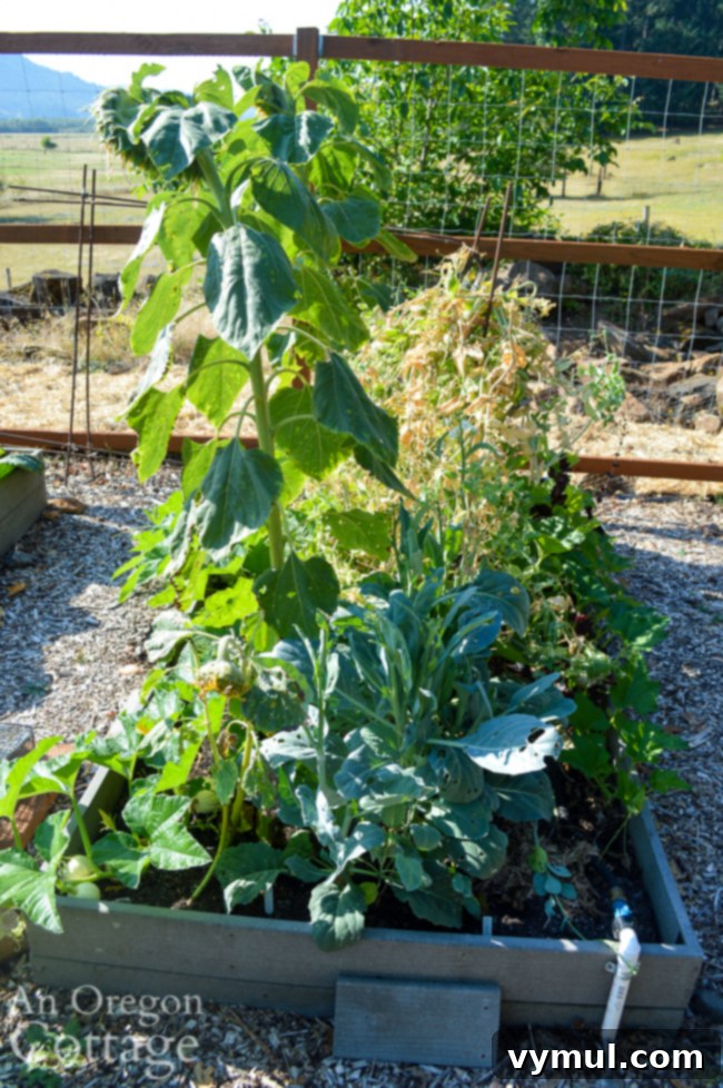 Thriving Raised Beds: Year 3 Summer Vegetable Garden Tour 10 july peas, pumpkins, sunflowers