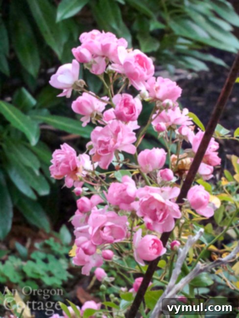 fairy rose blooming in October