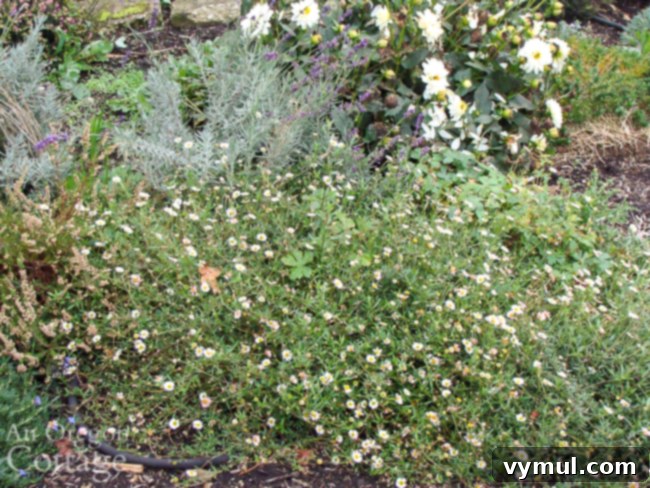 Fleabane-lavender in October