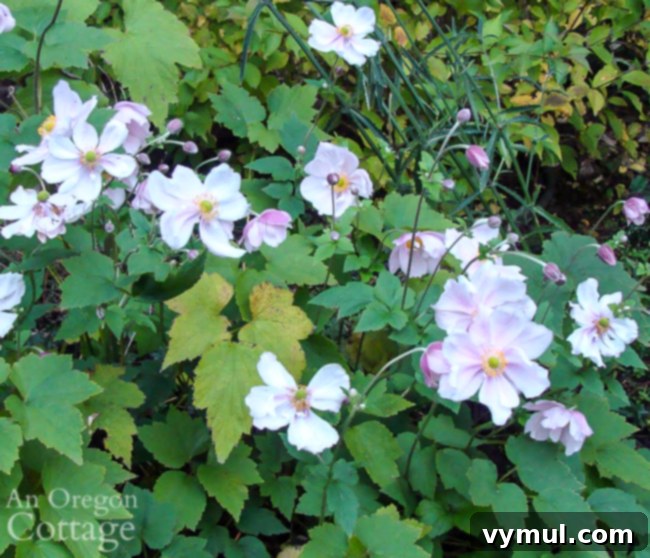 fall flowers to plant: japanese anemone blooming in October
