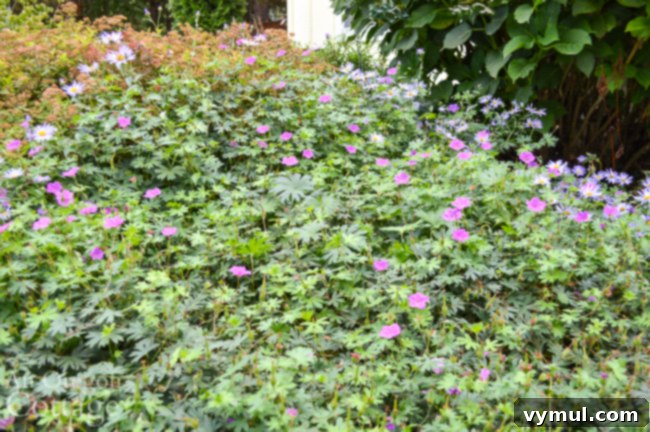 geranium and purple daisy
