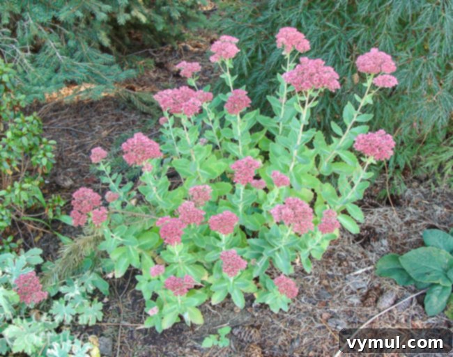 fall flowers to plant: autum joy sedum in september