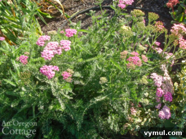 pastel yarrow in september