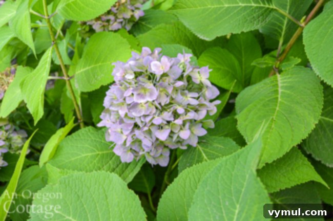 fall flowers to plant: blue hydrangea in September