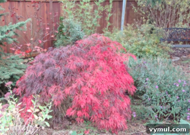 October Japanese maple