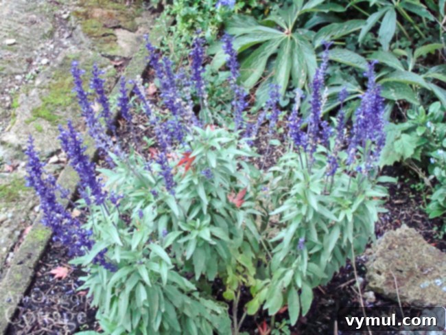 victoria salvia in october