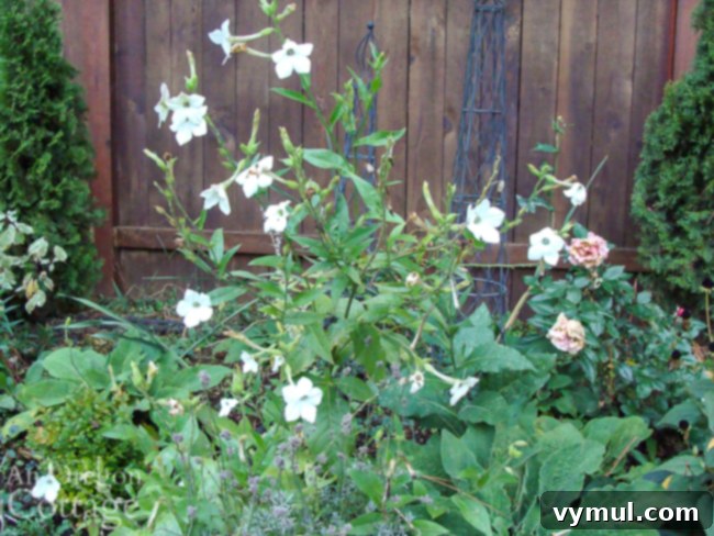 white Nicotiana blooming in October