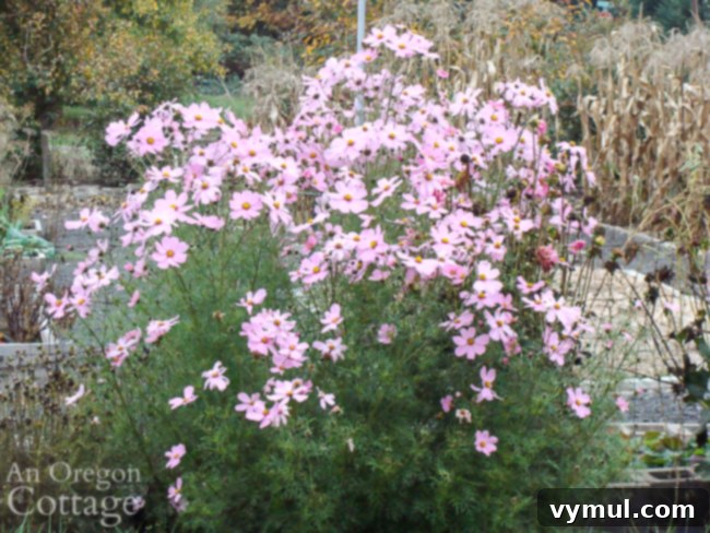 tall cosmos blooming in October