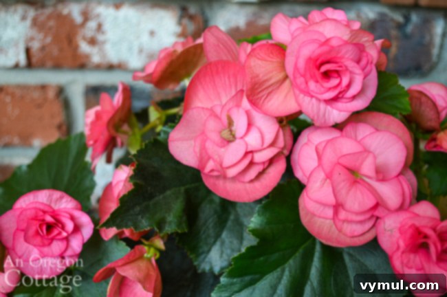 pink begonia in September