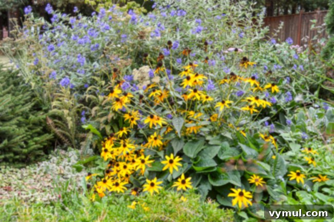 Fall Flowers to plant: black eyed susan and ceanothus