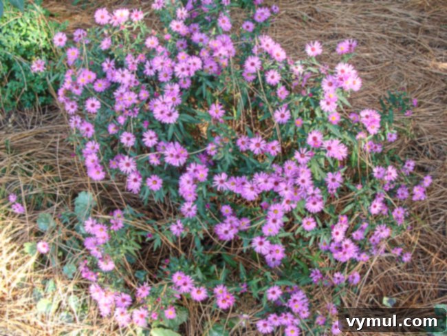 Fall flowers to plant: aster-Michaelmas daisies in september