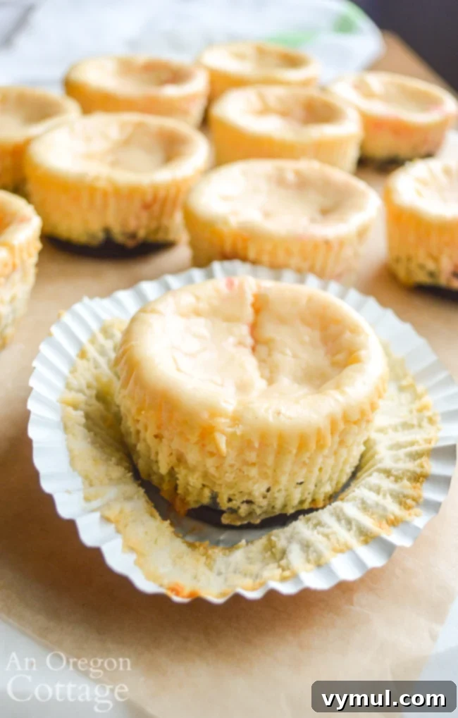 plain, un-decorated Mini Cookie Peppermint Cheescakes after cooling