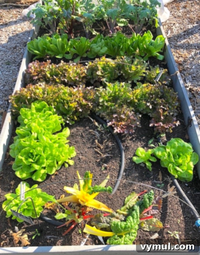 2020 Fall Garden Tour Video and Farmhouse Reno Update 2 fall garden lettuce bed