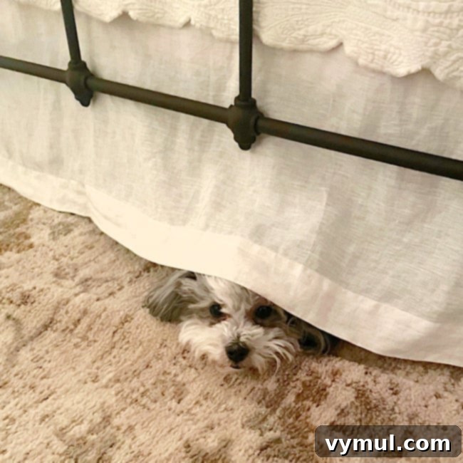 35 Good Things Farmhouse Decor Dog Joys Hardware Tips Books and More 5 jynx peaking out from under bed