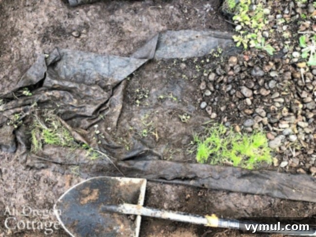 A section of landscape fabric completely overtaken by weeds, illustrating the common failure of this type of inorganic mulch.