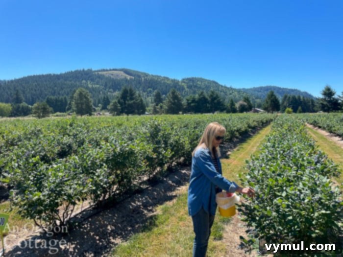 picking blueberries at Oregon farm