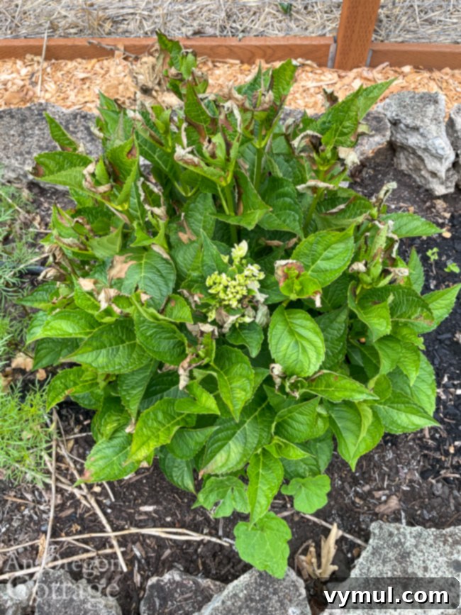 Joyful Roundup No. 39: Family Fun, Summer Heat, and Everyday Wonders 3 A hydrangea bush with some leaves showing signs of heat damage, but still mostly green and resilient.