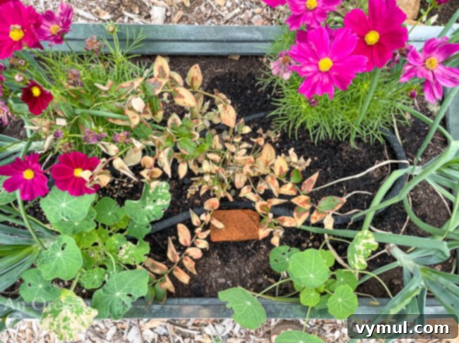 Joyful Roundup No. 39: Family Fun, Summer Heat, and Everyday Wonders 4 A newly planted blueberry bush with visible heat damage on its leaves, struggling in the extreme temperatures.