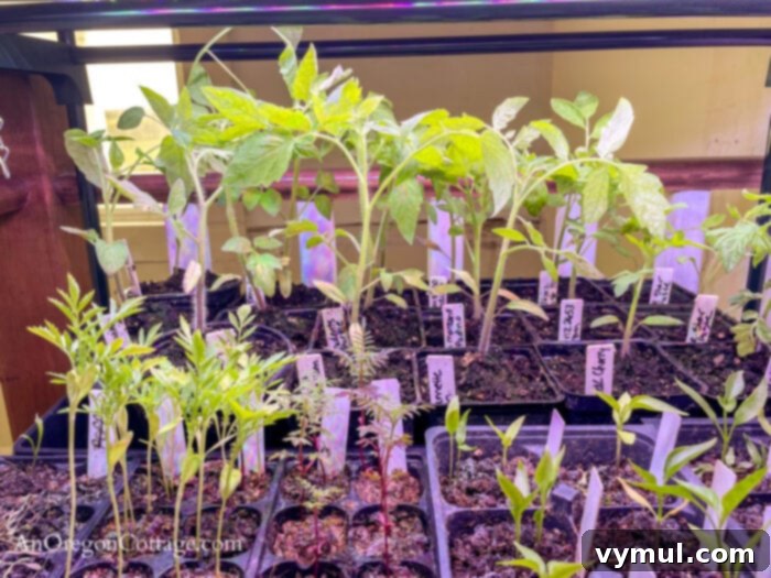 seedlings under rainbow LED lights