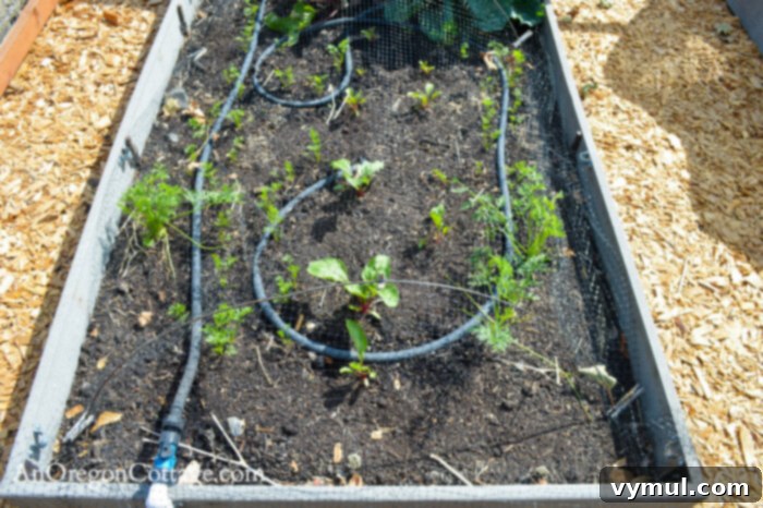 fall garden 21-fall carrots-beets