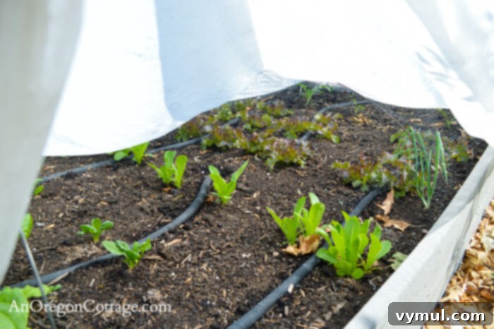 fall garden 21-fall lettuce