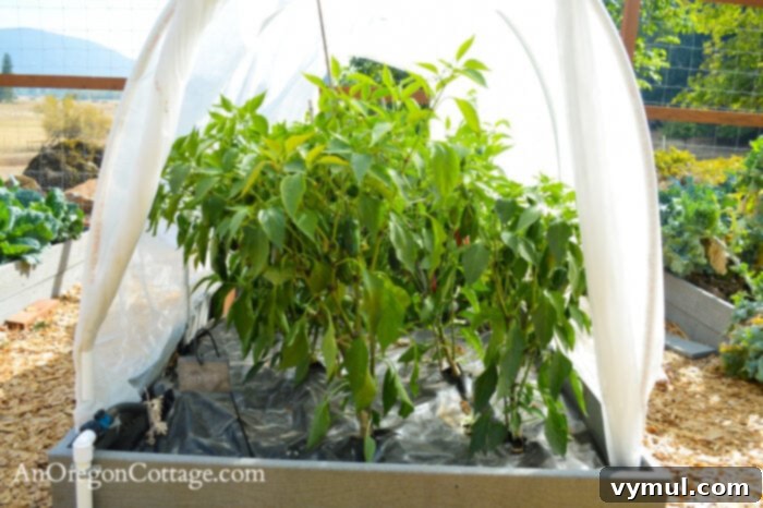 fall garden 21-peppers under cover