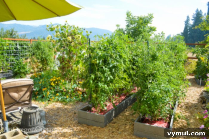 fall garden 21-looking east-tomatoes
