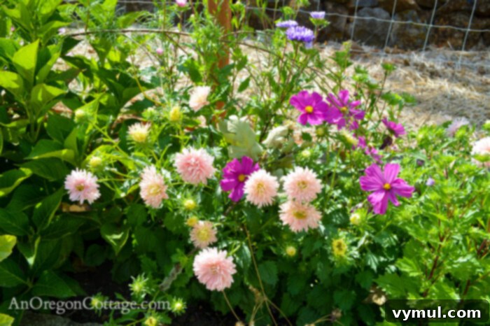 fall garden 21-aster close up