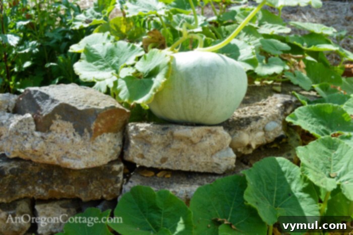 fall garden 21-jarradale pumpkin close