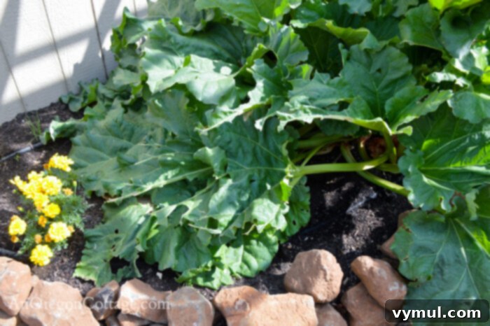 fall garden 21-eaten rhubarb leaves