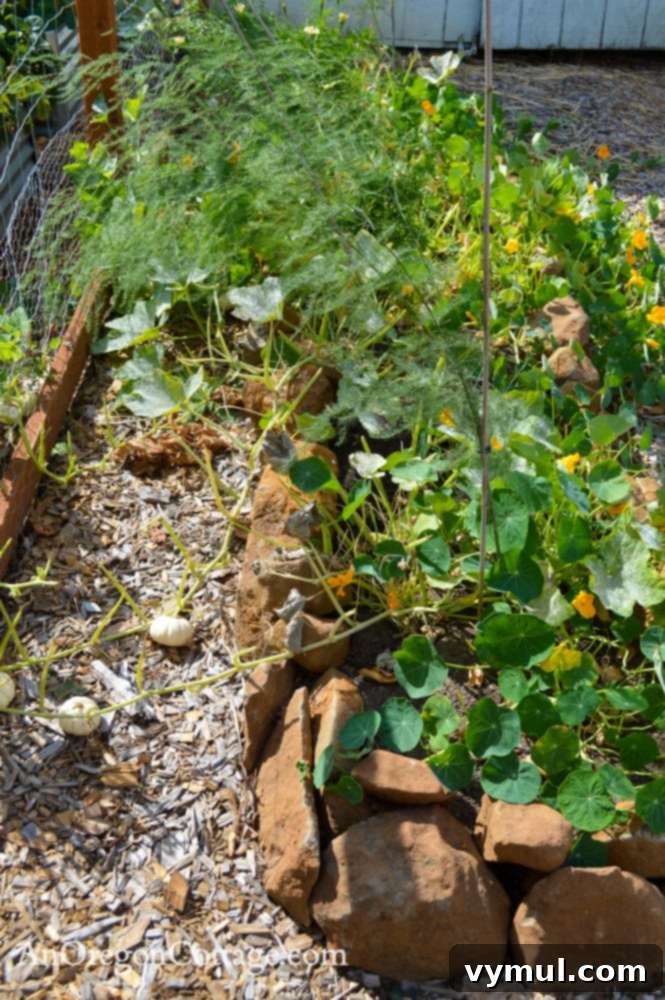 fall garden 21-asparagus-eaten pumpkin leaves