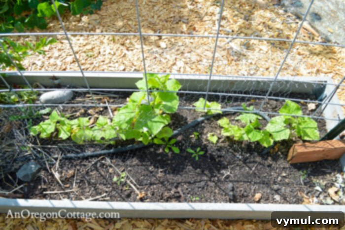 fall garden 21-sad cucumbers