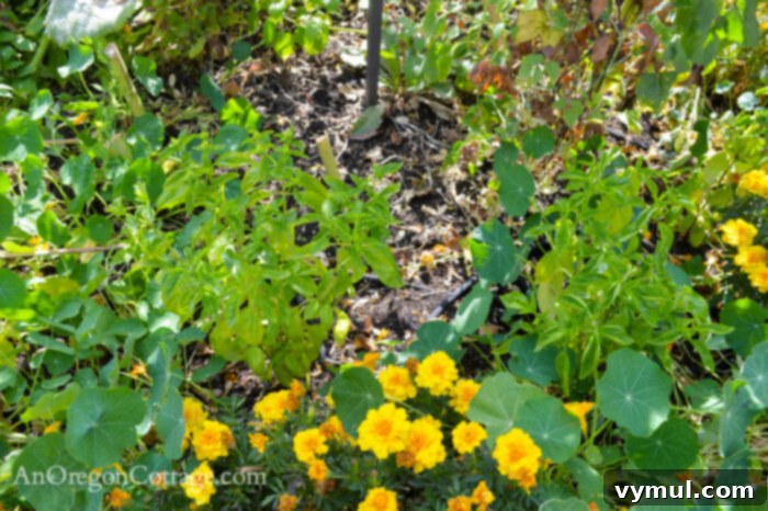 fall garden 21-sad basil